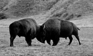 Fighting Buffaloes 1191