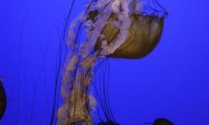 Jellyfish994