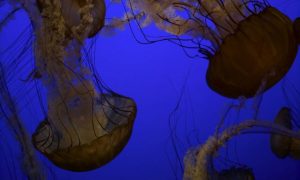 Jellyfish998