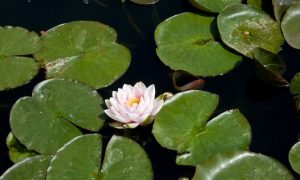 WaterLilly2_6933