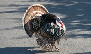 Driveway Turkey