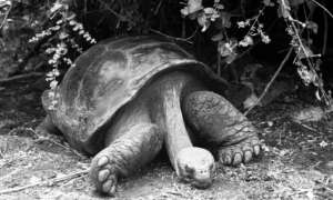 Galapagos Turtle 