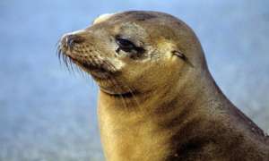 Svalbard Seal