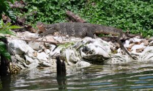 Bangkok Crocodile
