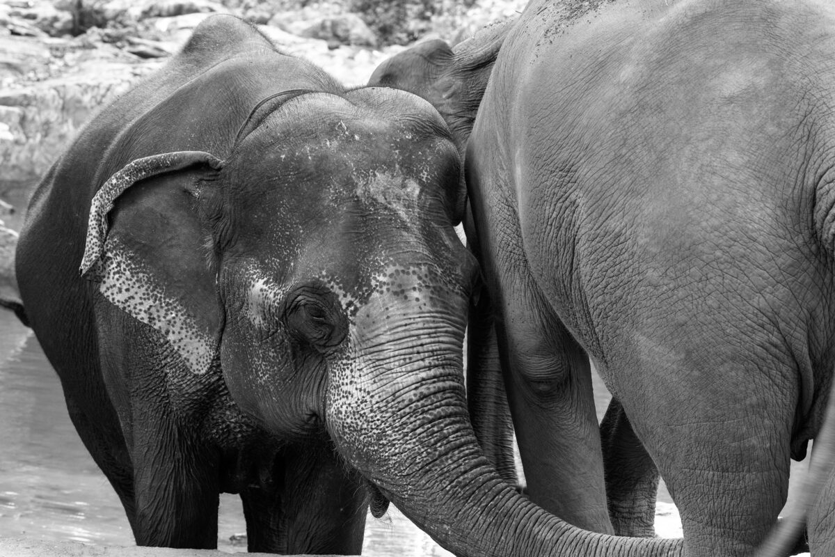 TwoElephants Chiang Mai, Thailand, Patara Elephant Farm