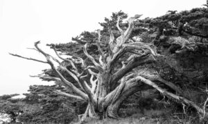 Big Sur Tree 2023