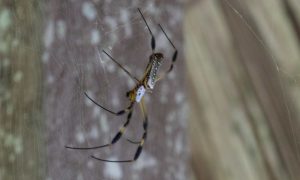 Golden Orb Spider