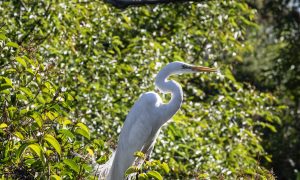 Great White Egret