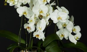 White Orchids