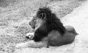 African Lion