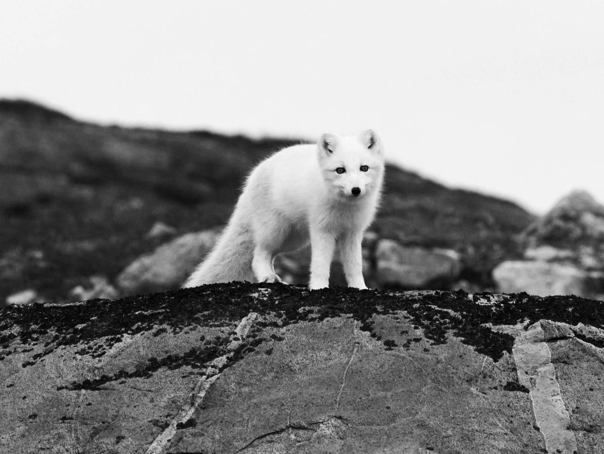 Arctic Fox
