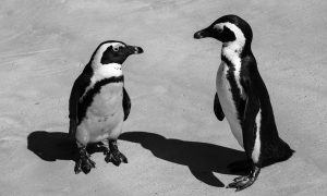 Boulders Beach