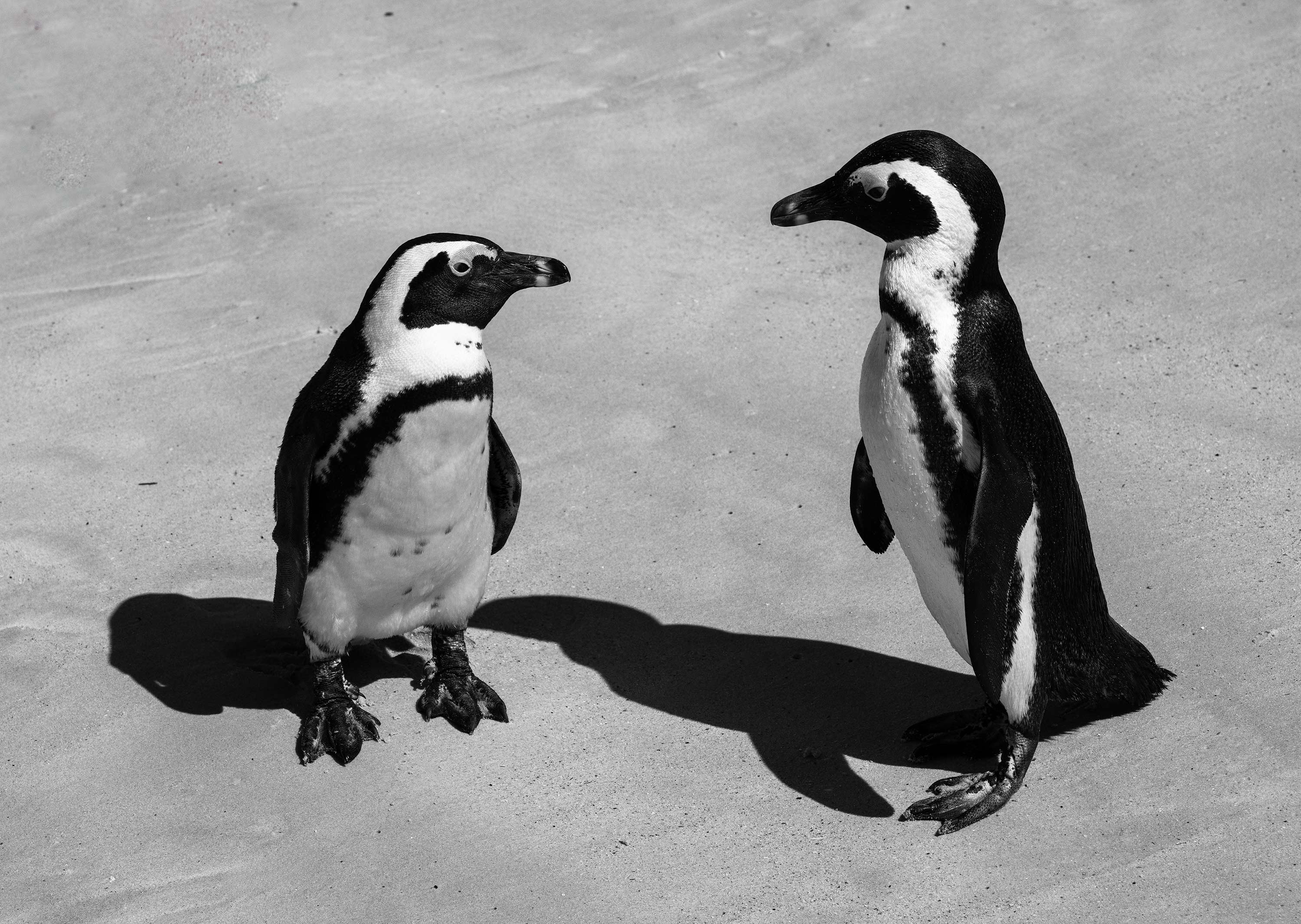 Boulders Beach