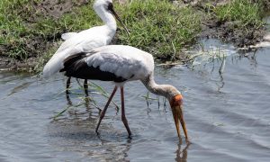 Chobe Birds
