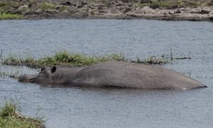 Chobe Hippo
