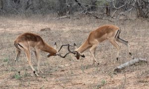 Dueling Impalas