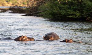Hippo Family