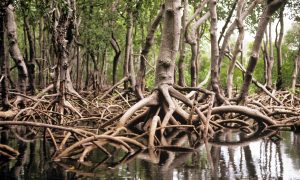 Kenyan Mangroves