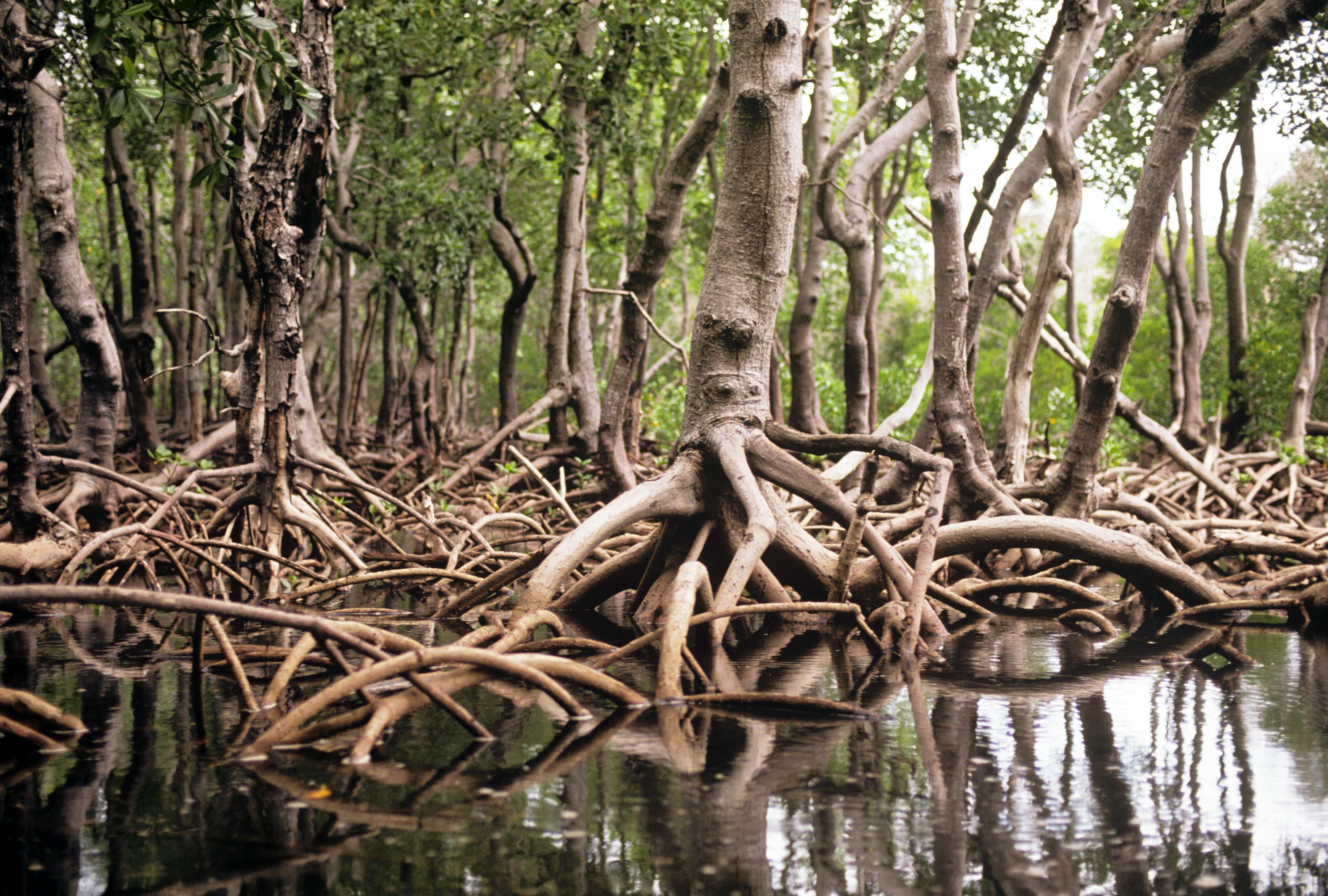 Kenyan Mangroves