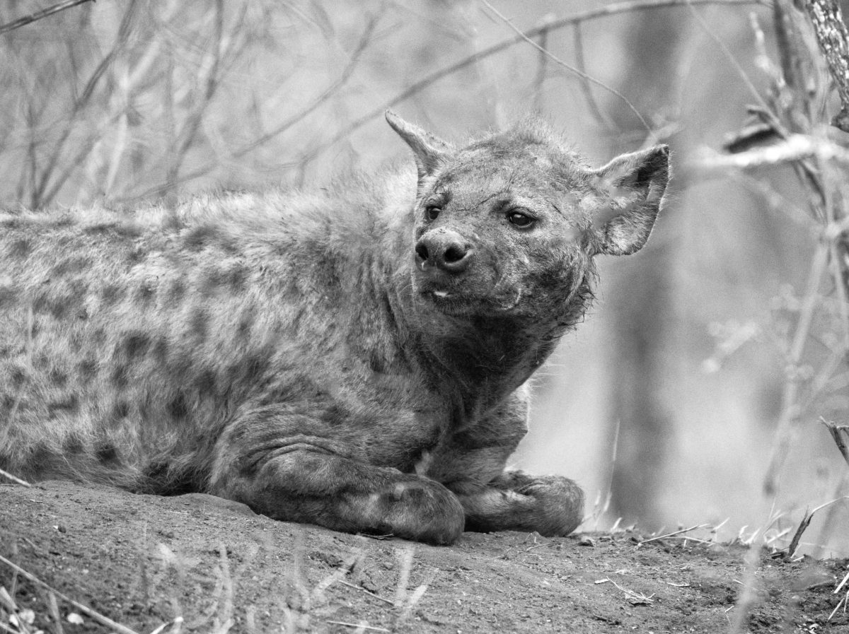 Spotted Hyena