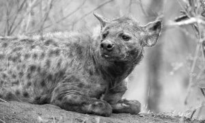 Spotted Hyena