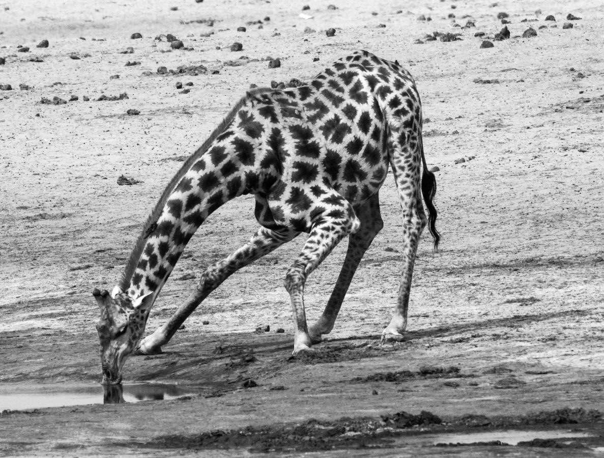 Thirsty Giraffe