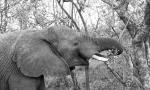Tree Trashing Elephant
