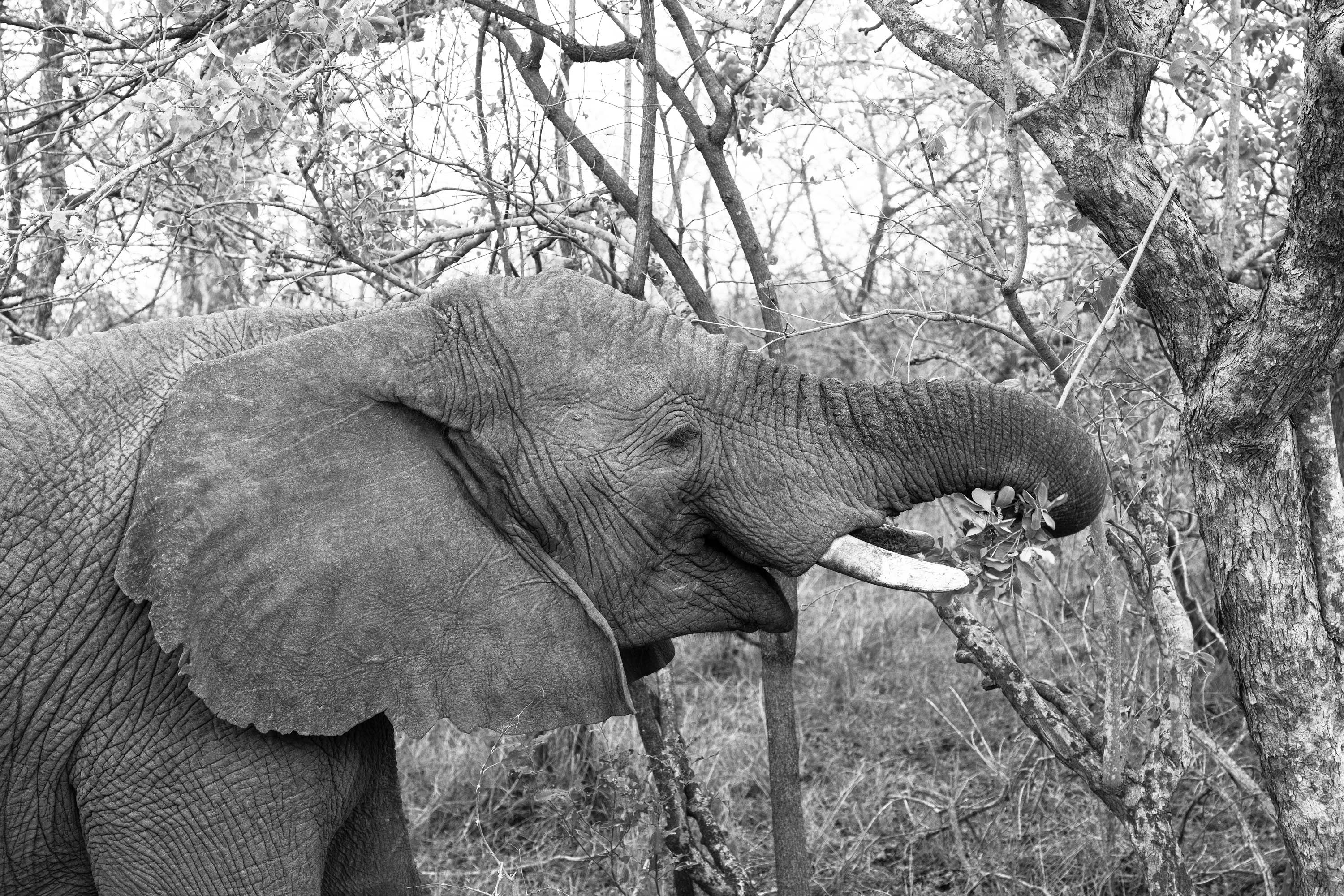 Tree Trashing Elephant