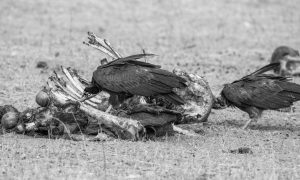 Vultures Feeding