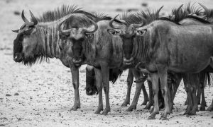Wildebeests